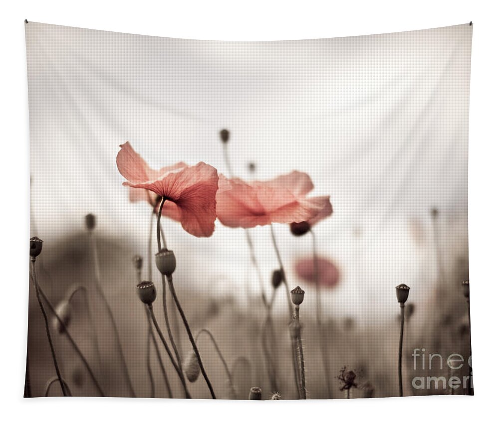 Poppy Tapestry featuring the photograph Poppy Flowers 03 by Nailia Schwarz