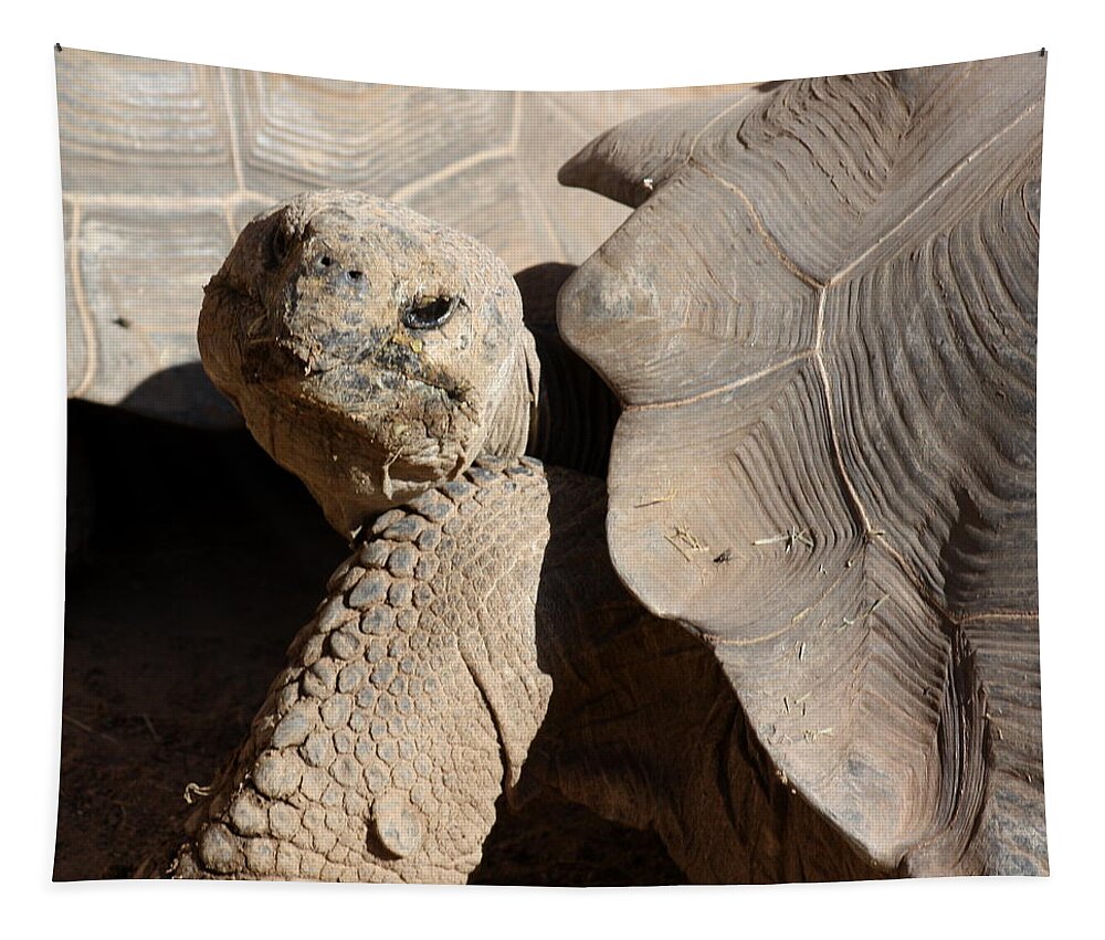 Tortoise Tapestry featuring the photograph Posing For Pictures by Kim Galluzzo Wozniak