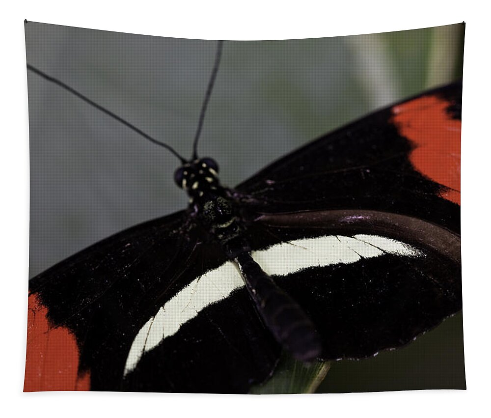 Postman Tapestry featuring the photograph Postman Butterfly by Perla Copernik