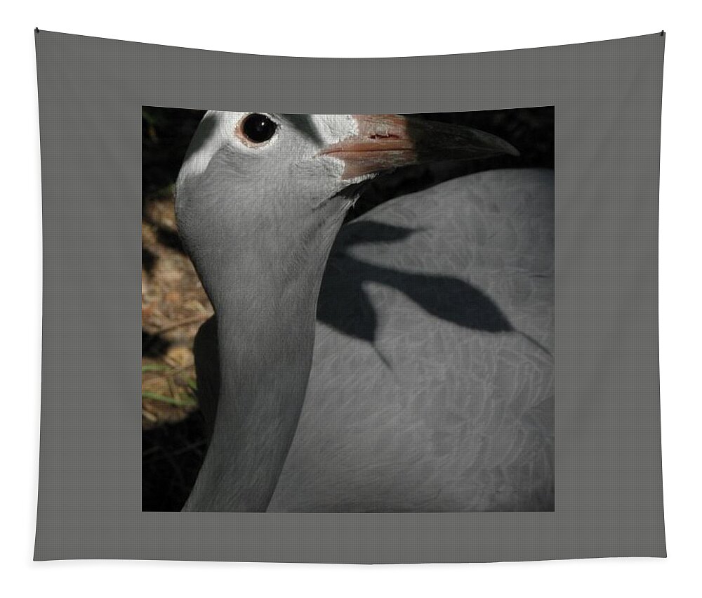 Bird Tapestry featuring the photograph psst I see you by Kim Galluzzo Wozniak