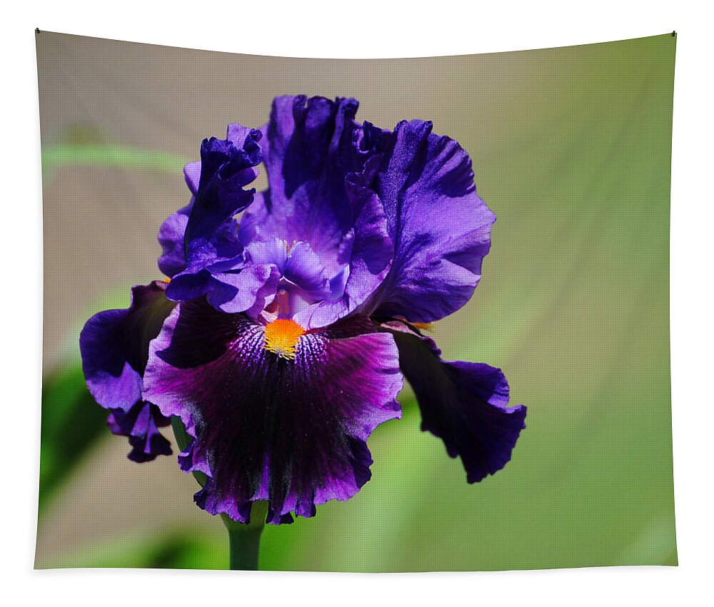 Beautiful Iris Tapestry featuring the photograph Purple and Orange Iris 2 by Jai Johnson