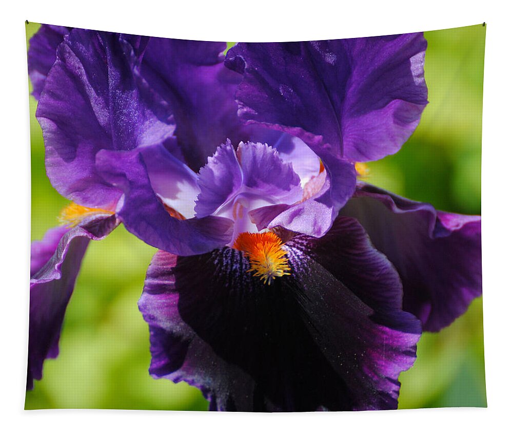 Beautiful Iris Tapestry featuring the photograph Purple and Orange Iris 3 by Jai Johnson