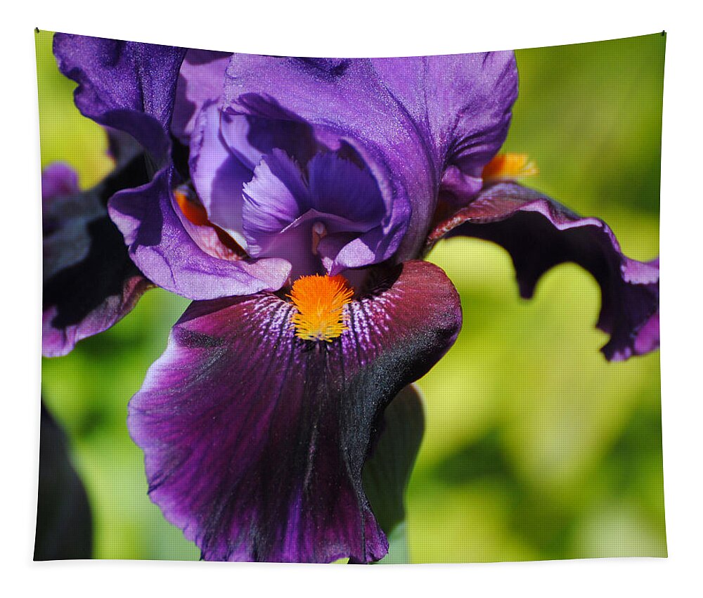 Beautiful Iris Tapestry featuring the photograph Purple and Orange Iris II by Jai Johnson