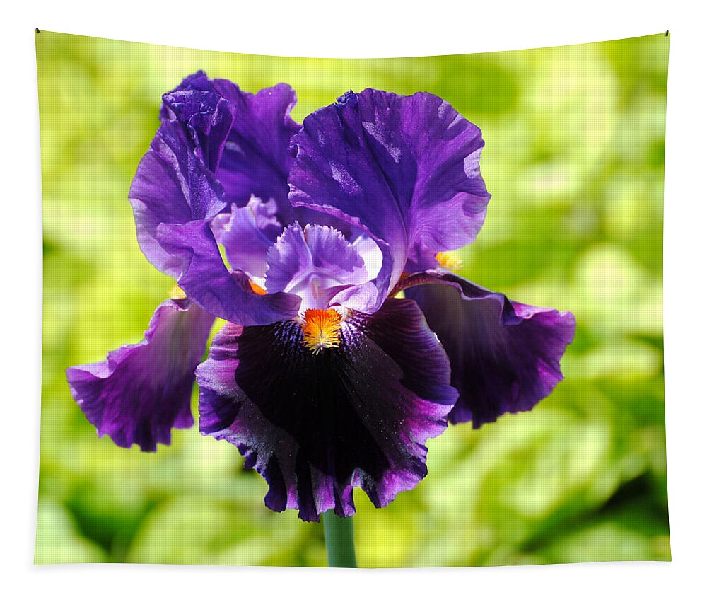 Flower Tapestry featuring the photograph Purple and Orange Iris by Jai Johnson