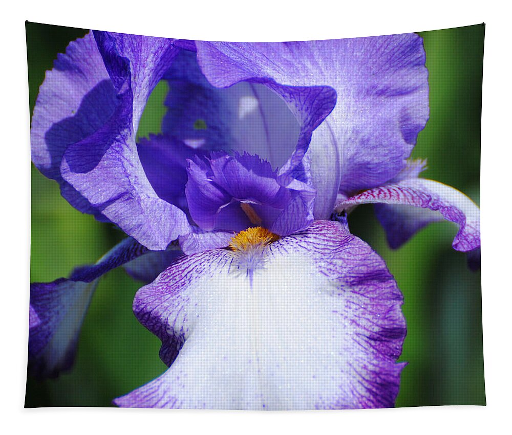 Beautiful Iris Tapestry featuring the photograph Purple and White Iris Flower by Jai Johnson