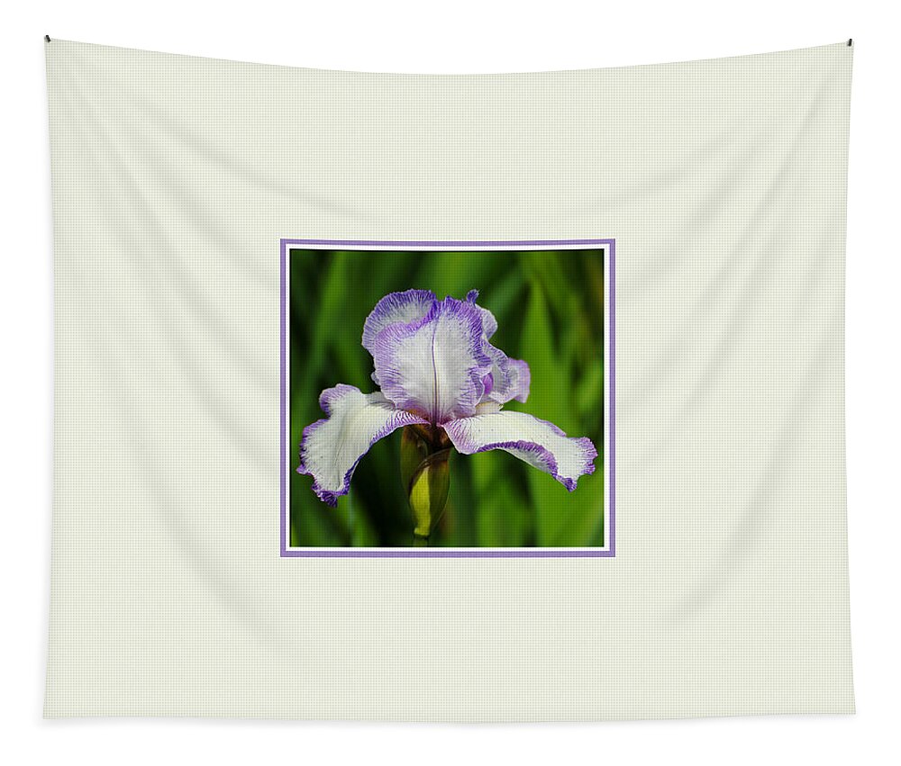 beautiful Iris Tapestry featuring the photograph Purple and White Iris Photo Square by Jai Johnson