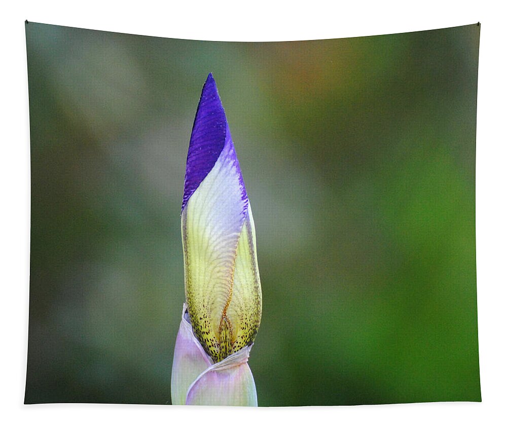 Beautiful Iris Tapestry featuring the photograph Purple and Yellow Iris Flower Bud by Jai Johnson