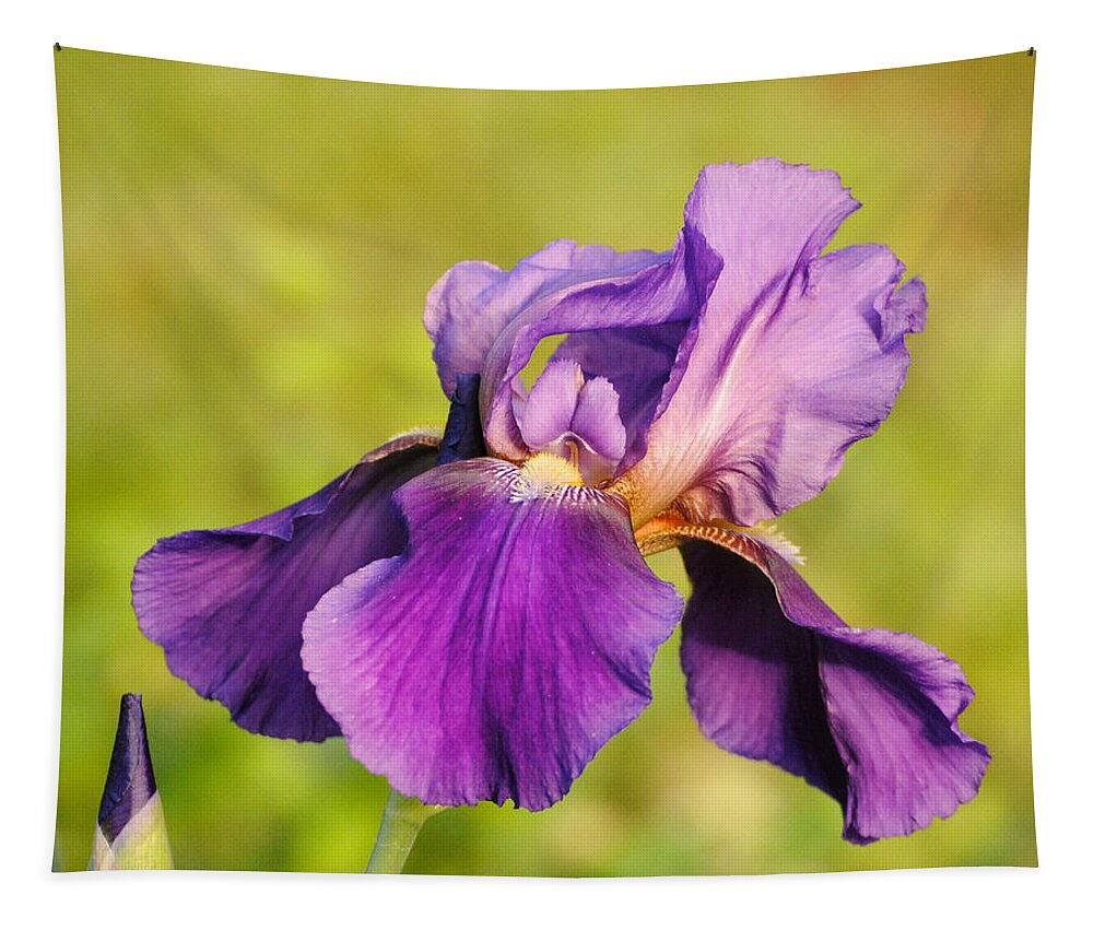 Beautiful Iris Tapestry featuring the photograph Purple and Yellow Iris by Jai Johnson