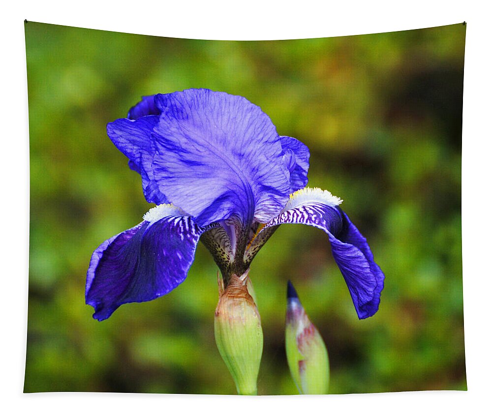 Beautiful Iris Tapestry featuring the photograph Purple Iris Flower by Jai Johnson