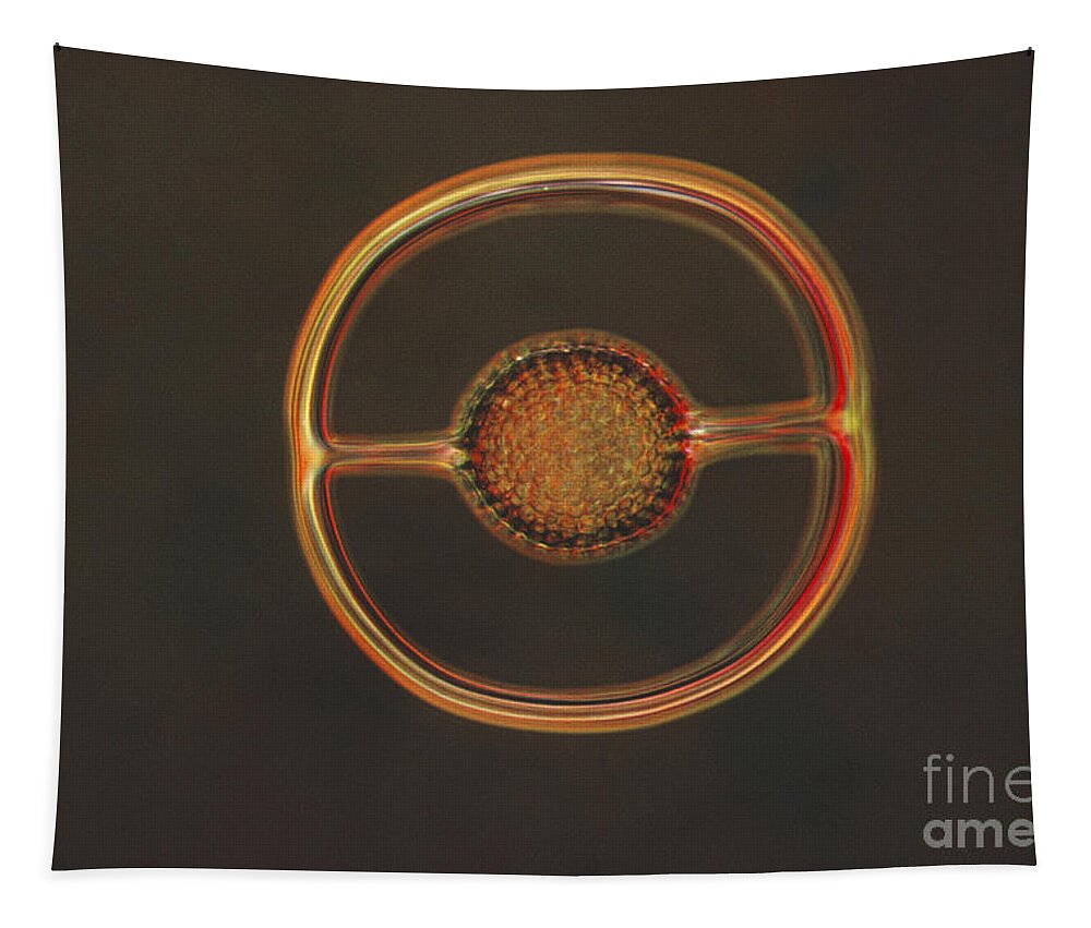 Science Tapestry featuring the photograph Radiolarian Lm by Eric V. Grave