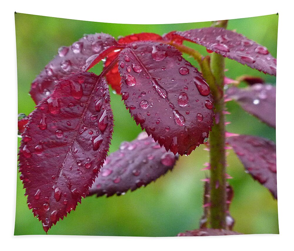 Leaf Tapestry featuring the photograph Rain Soaked by Juergen Roth