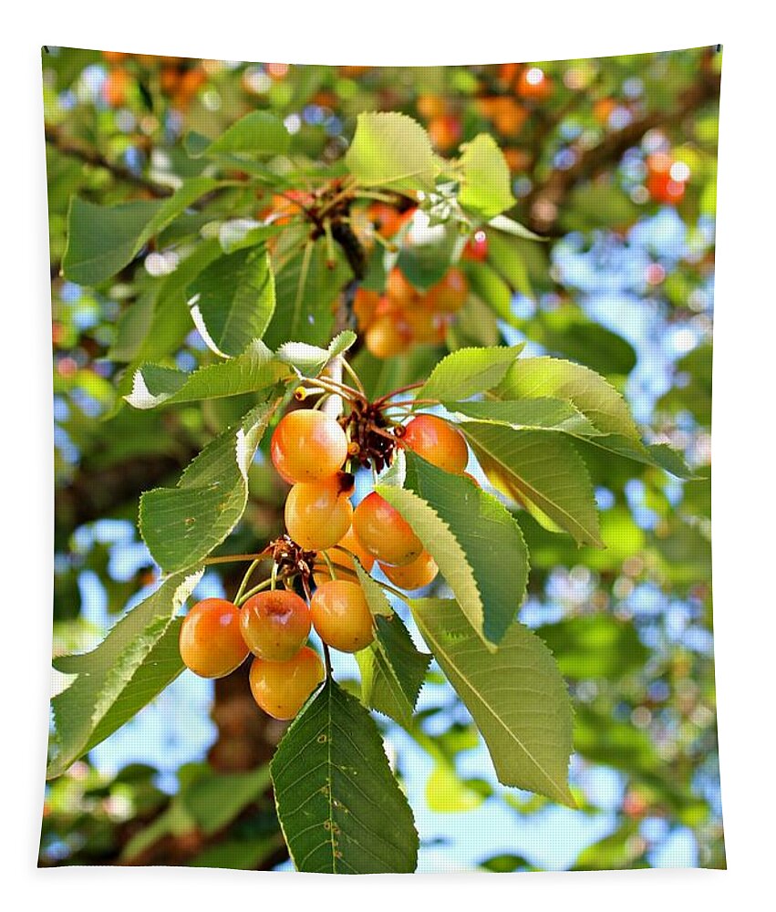 Cherry Tapestry featuring the photograph Rainier Cherries by Jo Sheehan