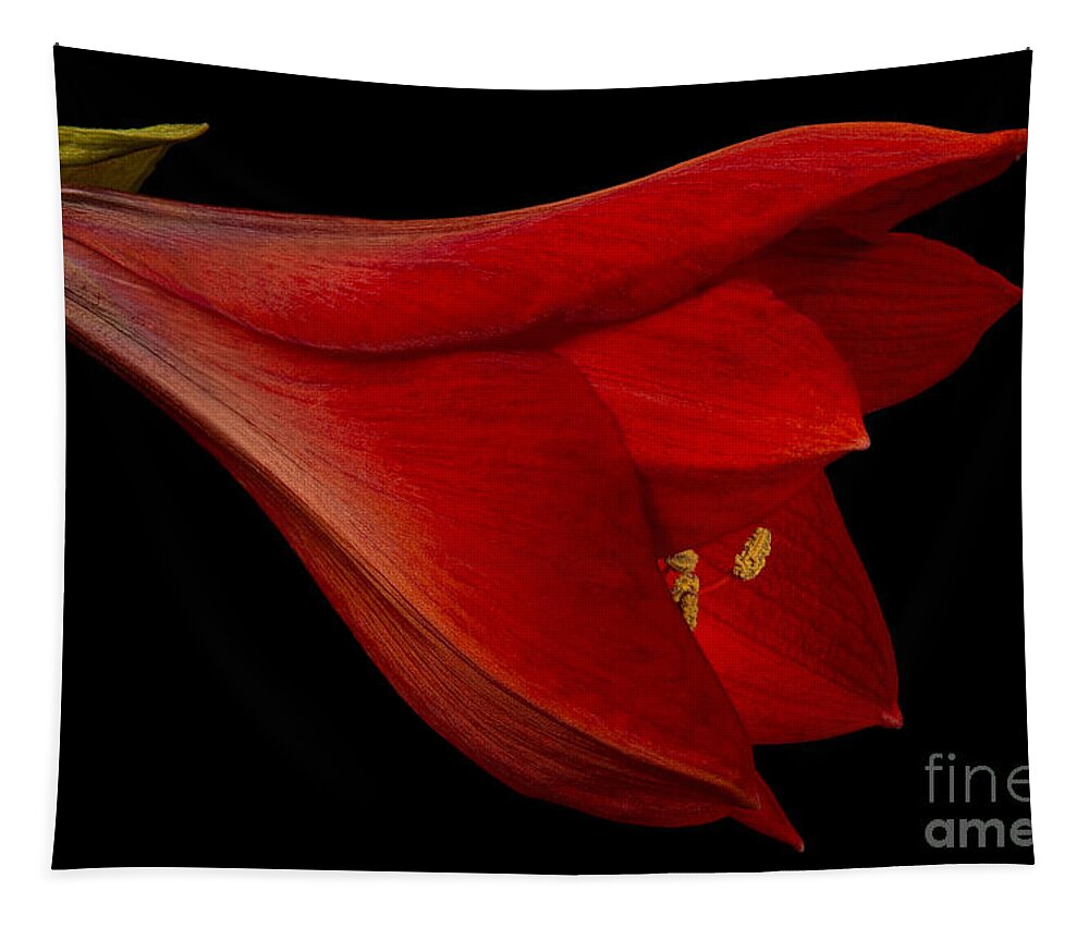 Amaryllis Tapestry featuring the photograph Red Amaryllis - 1 by Ann Garrett