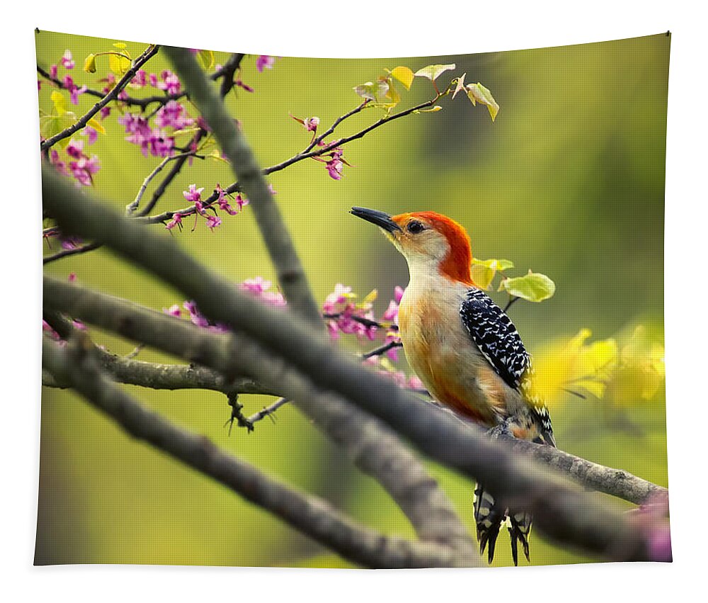Woodpecker Tapestry featuring the photograph Red Bellied in Tree by Bill and Linda Tiepelman