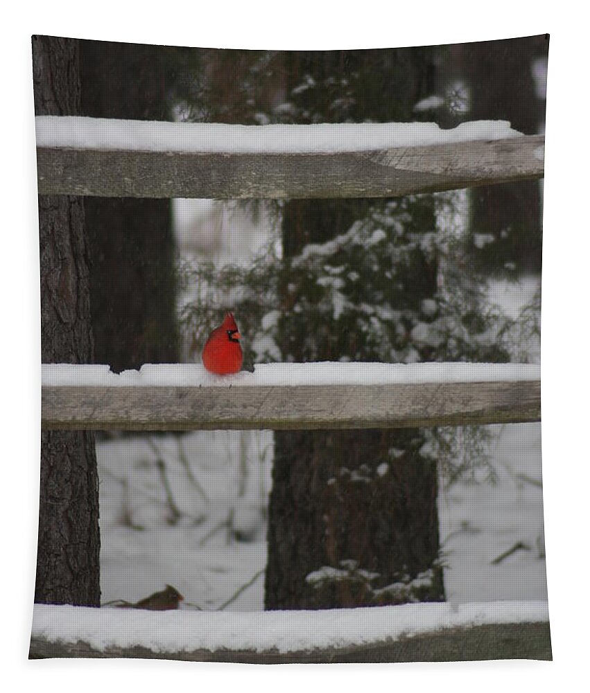 Birds Tapestry featuring the photograph Red Bird by Stacy C Bottoms