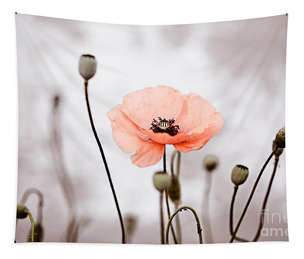 Poppy Tapestry featuring the photograph Red Corn Poppy Flowers 01 by Nailia Schwarz