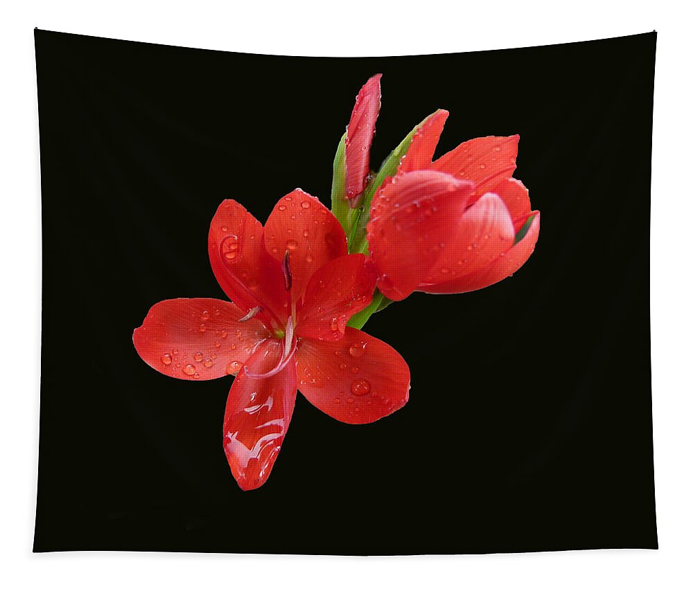 Flower Tapestry featuring the photograph Red Flower by Lynn Bolt