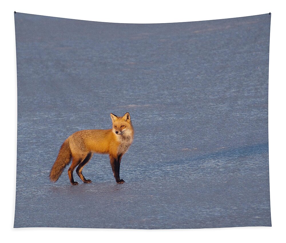 Avocet Tapestry featuring the photograph Red Fox At Sunrise by Craig Leaper