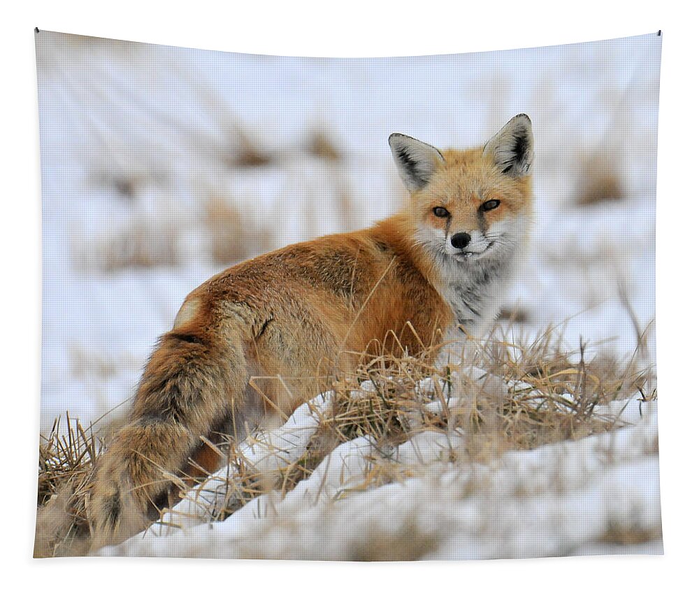 Red Fox Tapestry featuring the photograph Red Fox Winter by Craig Leaper