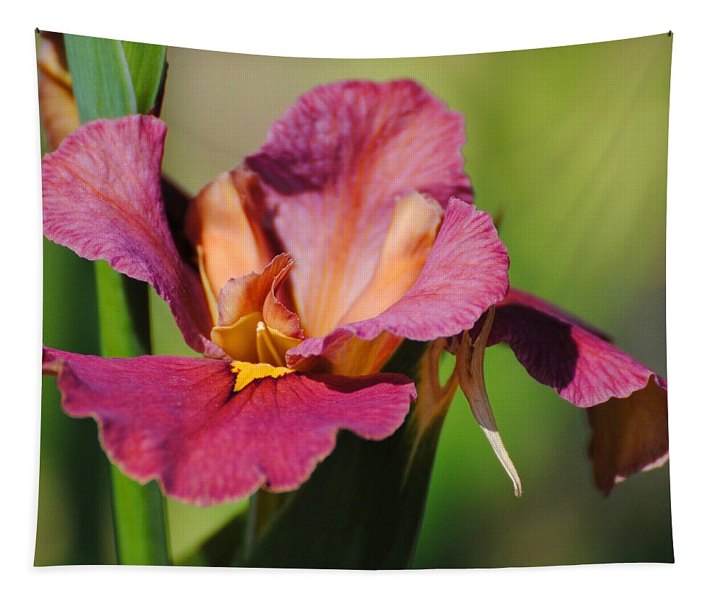 Beautiful Tapestry featuring the photograph Red Iris by Jai Johnson