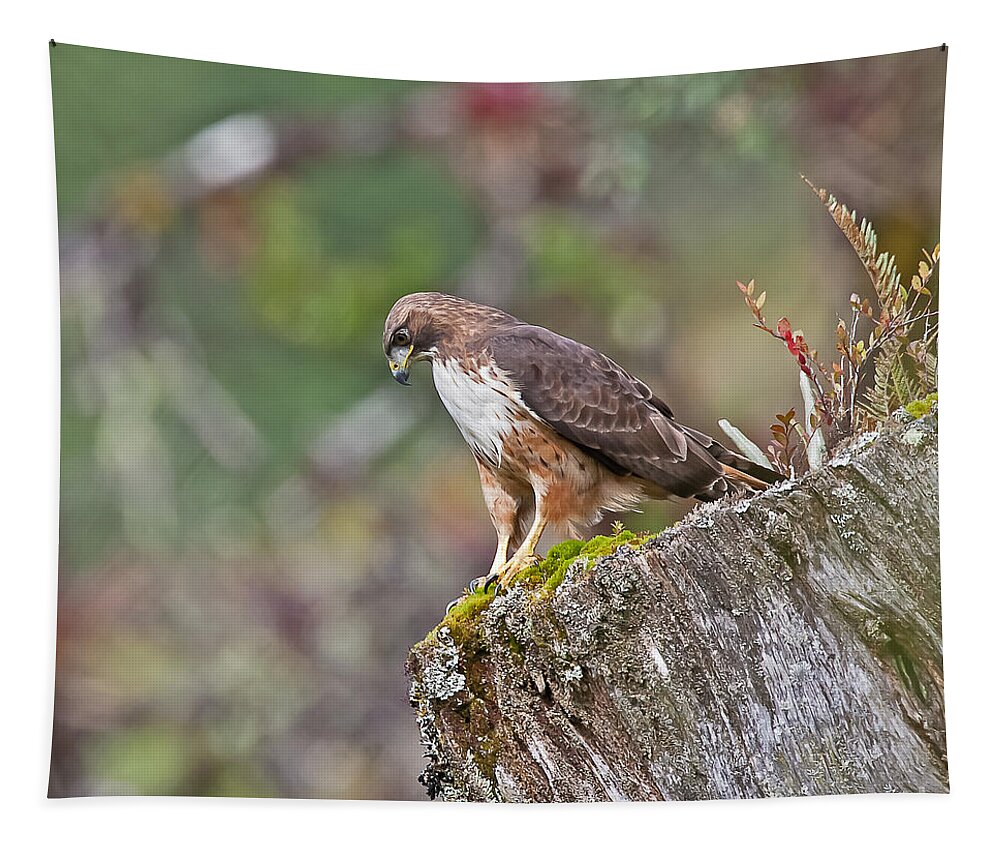Bird Tapestry featuring the photograph Red-tailed Hawk by Jean-Luc Baron