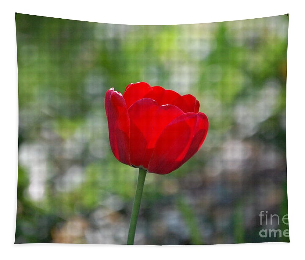 Red Tulip Tapestry featuring the photograph Only but a Single Tulip by Susan Stevens Crosby