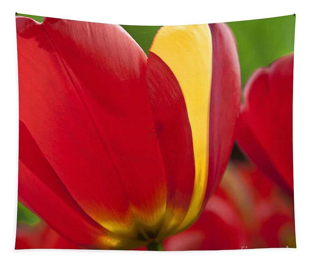 Tulip Tapestry featuring the photograph Red Tulips 1 by Heiko Koehrer-Wagner