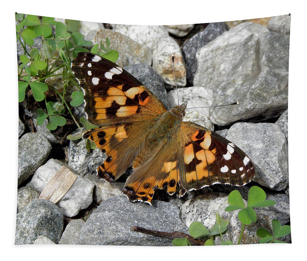 Butterfly Tapestry featuring the photograph Resting On Rocky Clovers by Kim Galluzzo Wozniak