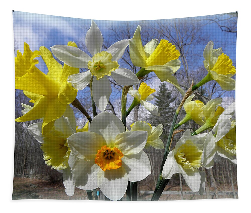 Daffodil Tapestry featuring the photograph Rising Up To The Sky by Kim Galluzzo
