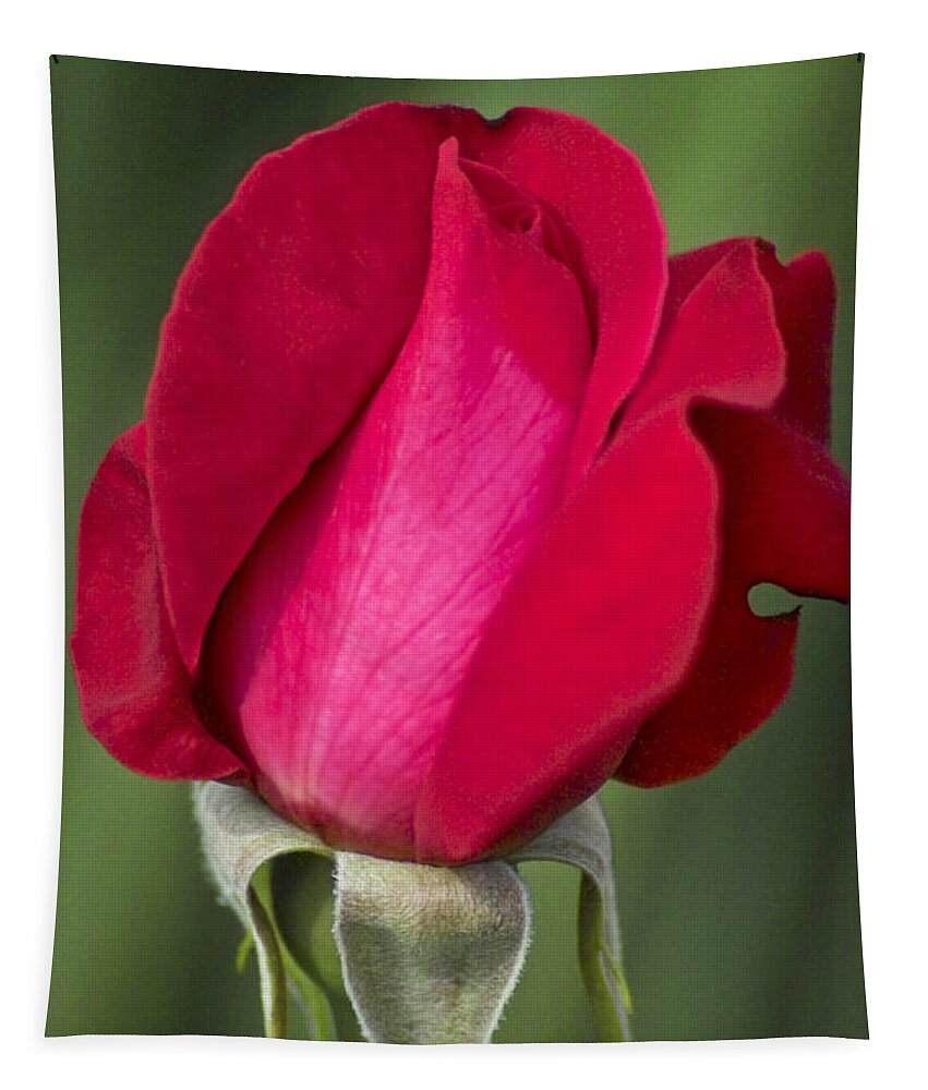 Rose Tapestry featuring the photograph Rose Flower Series 1 by Heiko Koehrer-Wagner