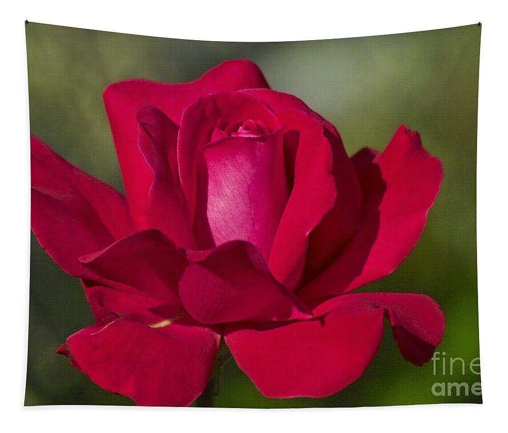 Rose Tapestry featuring the photograph Rose Flower Series 2 by Heiko Koehrer-Wagner