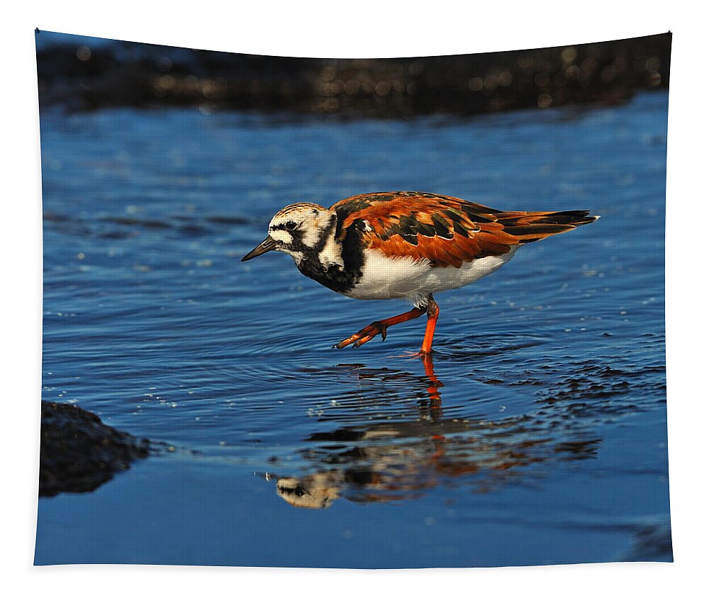 Ruddy Turnstone Tapestry featuring the photograph Ruddy Turnstone by Tony Beck