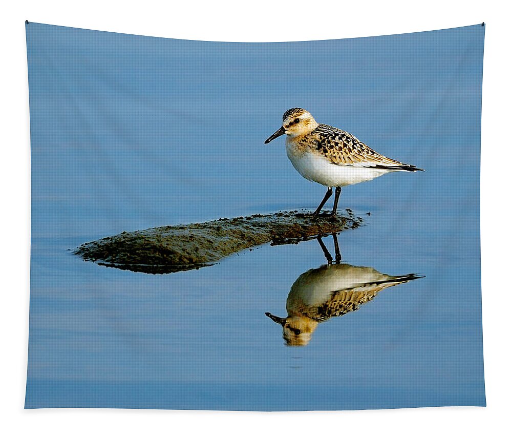 Sanderling Tapestry featuring the photograph Sanderling Reflecting by Tony Beck