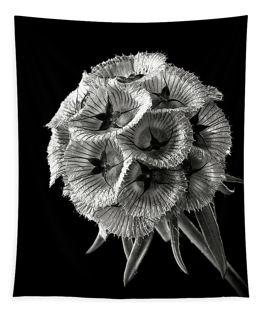 Flower Tapestry featuring the photograph Scabiosa in Black and White by Endre Balogh