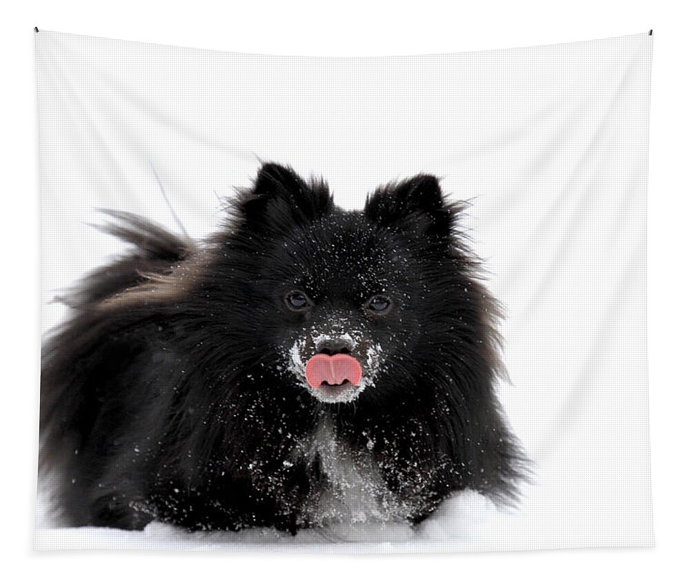 Dog Tapestry featuring the photograph Schipperke Loving Snow by Marie Jamieson