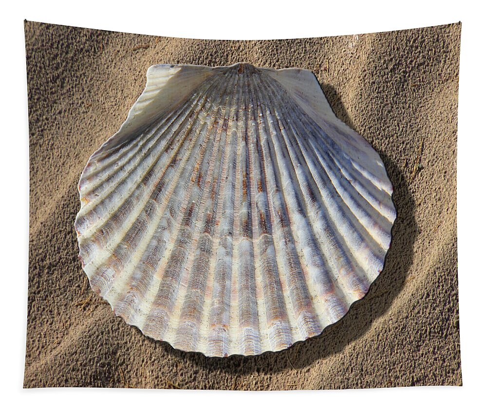 Sea Shell Tapestry featuring the photograph Sea Shell 2 by Mike McGlothlen