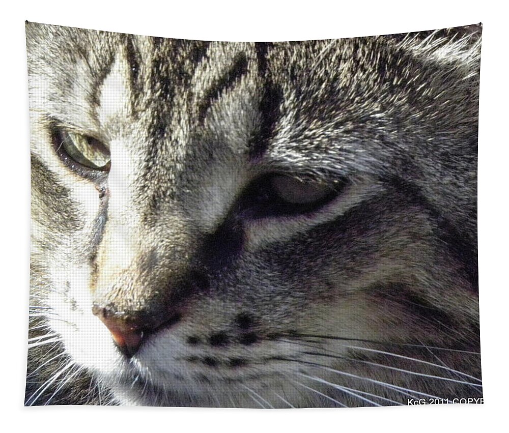 Cat Tapestry featuring the photograph Serious by Kim Galluzzo
