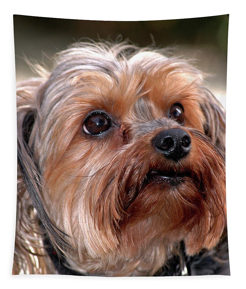 Shih-tzu Tapestry featuring the photograph Shih-tzu by Carolyn Marshall