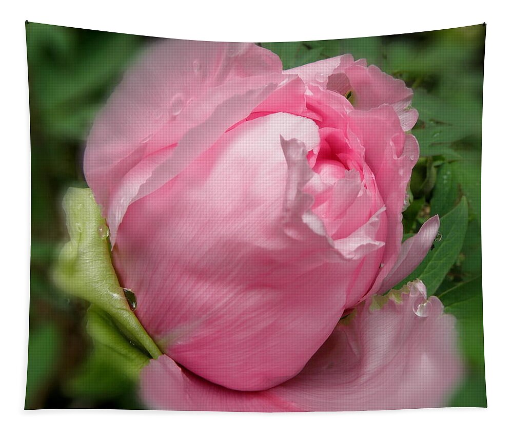Pink Tapestry featuring the photograph Soft Beauty by Kim Galluzzo