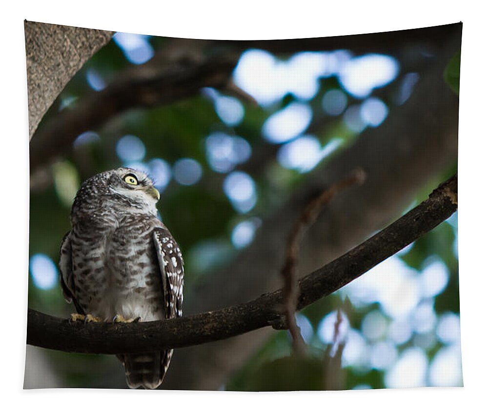 Spotted Owlet Tapestry featuring the photograph Spotted Owlet by SAURAVphoto Online Store