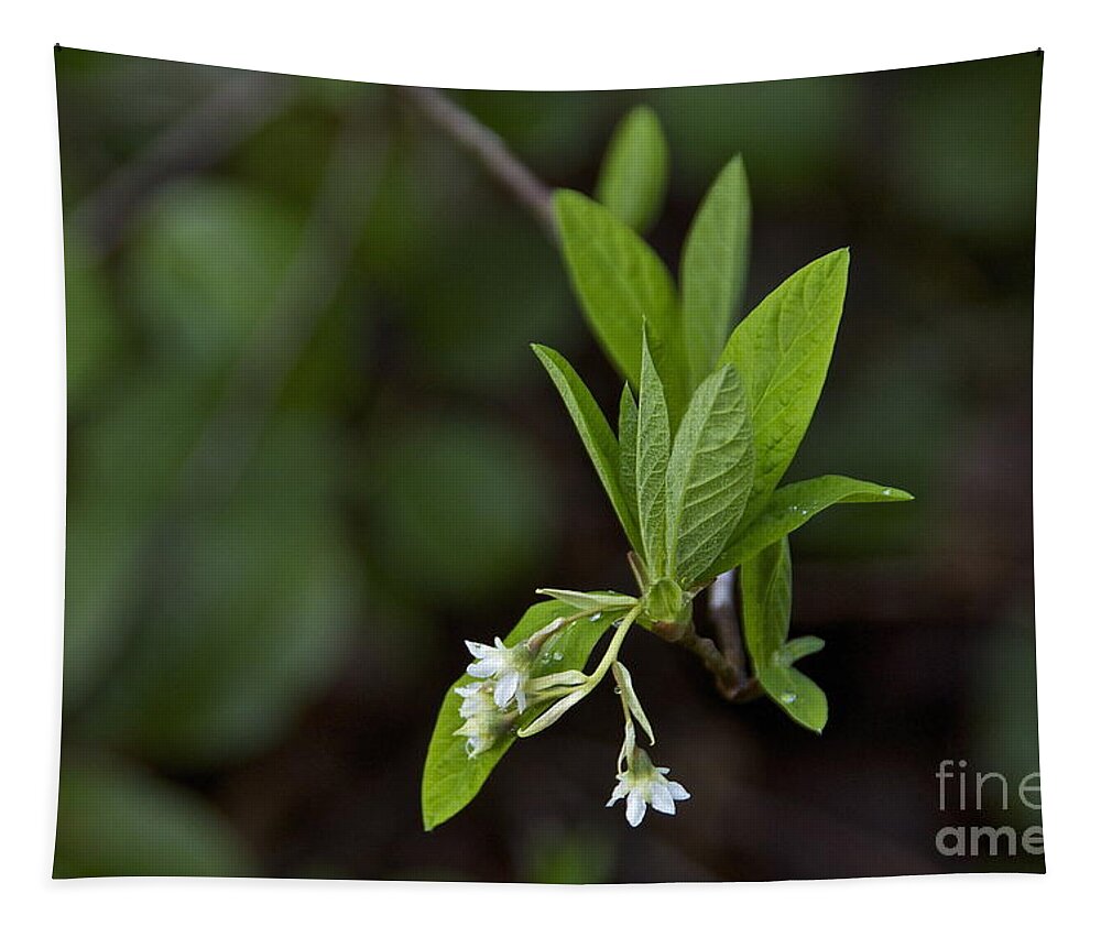 Photography Tapestry featuring the photograph Spring blossoms by Sean Griffin