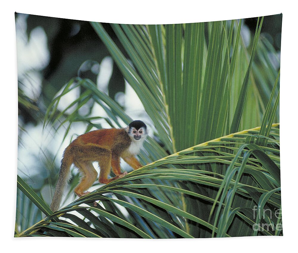 Squirrel Monkey Tapestry featuring the photograph Squirrel Monkey by Gregory G Dimijian