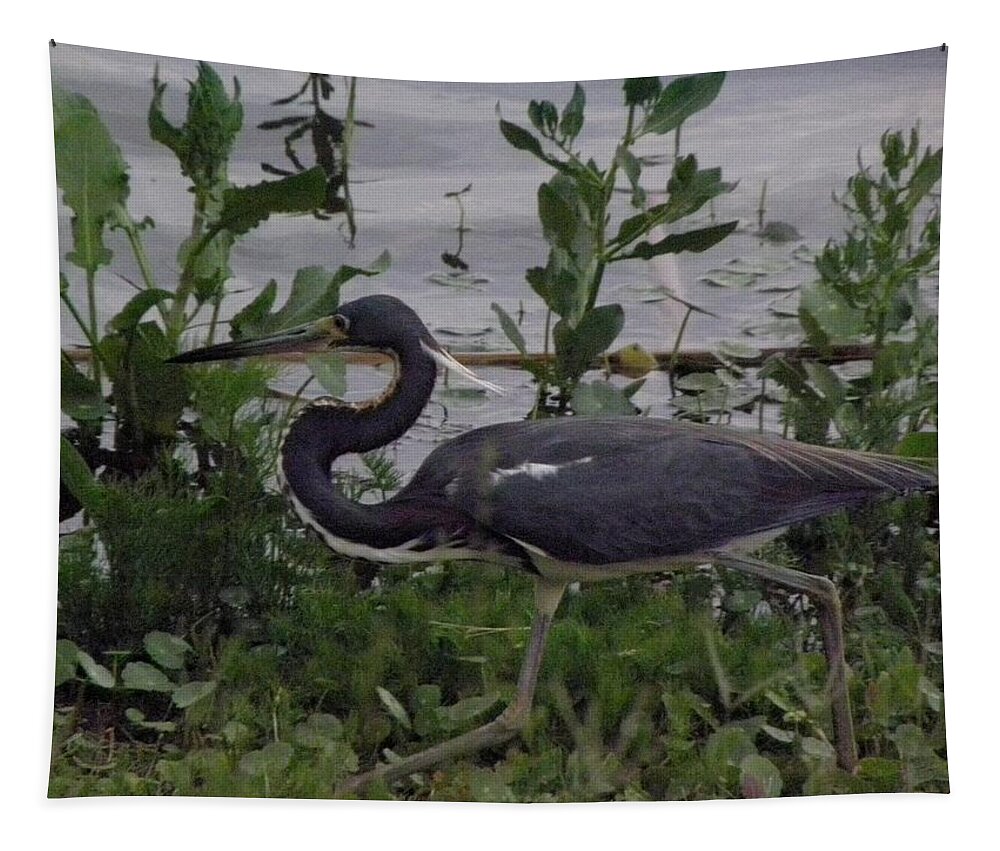 Bird Tapestry featuring the photograph Stalking by Kim Galluzzo Wozniak