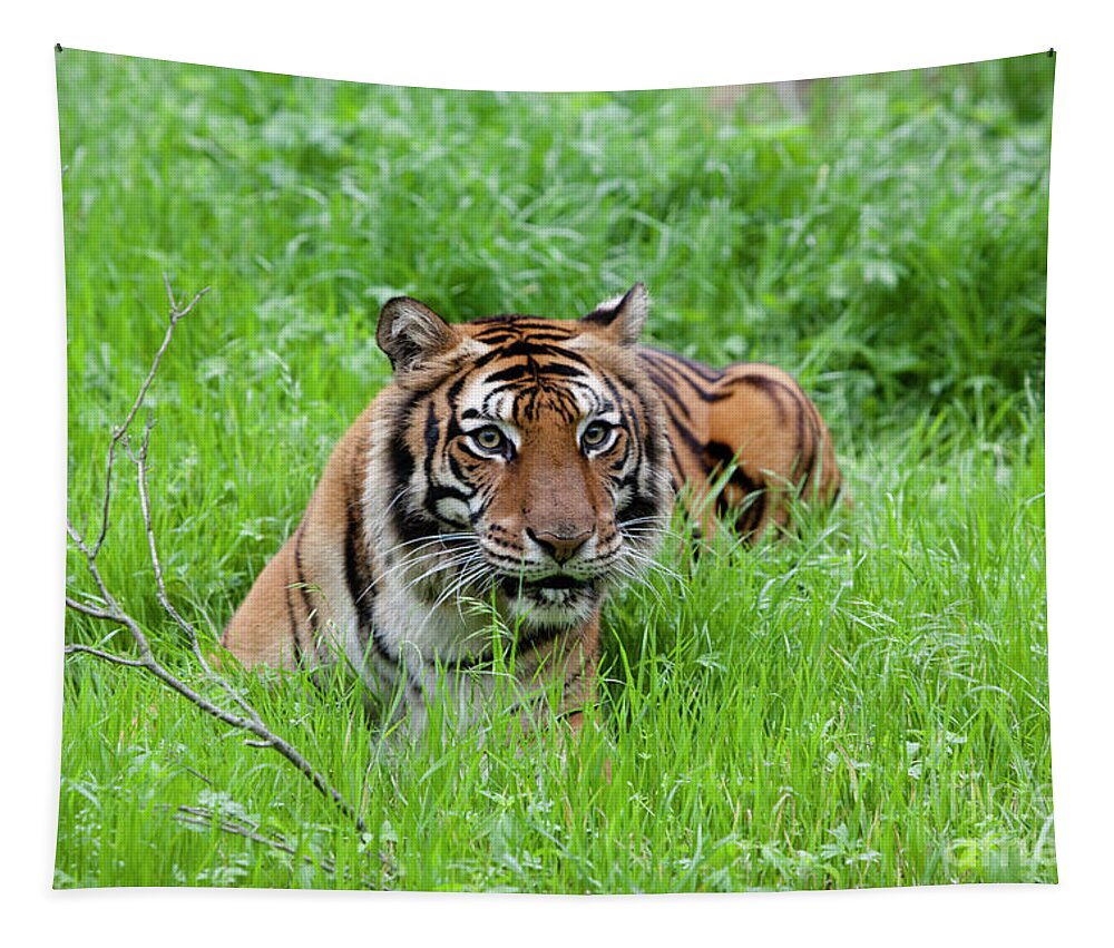 Animal Photography Tapestry featuring the photograph Stalking you down by Keith Kapple