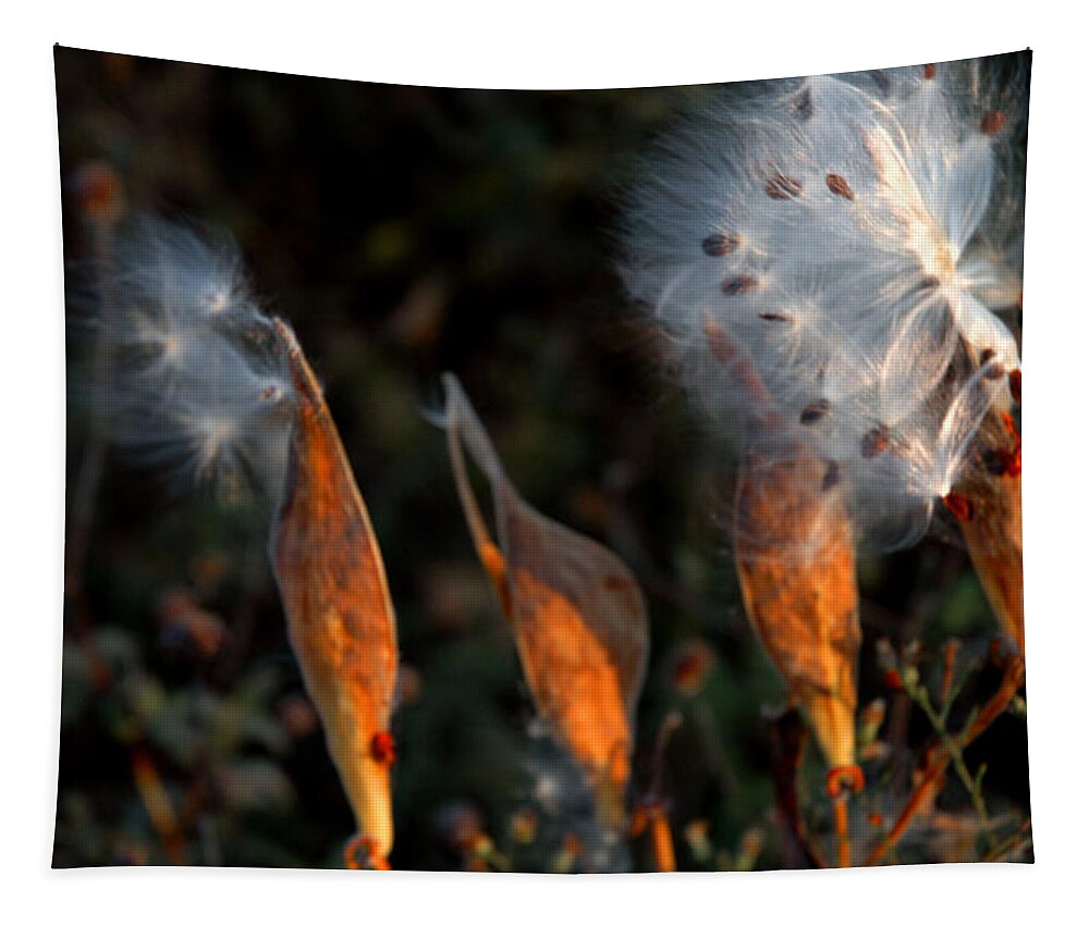 Usa Tapestry featuring the photograph Sun Kisses Milkweeds by LeeAnn McLaneGoetz McLaneGoetzStudioLLCcom