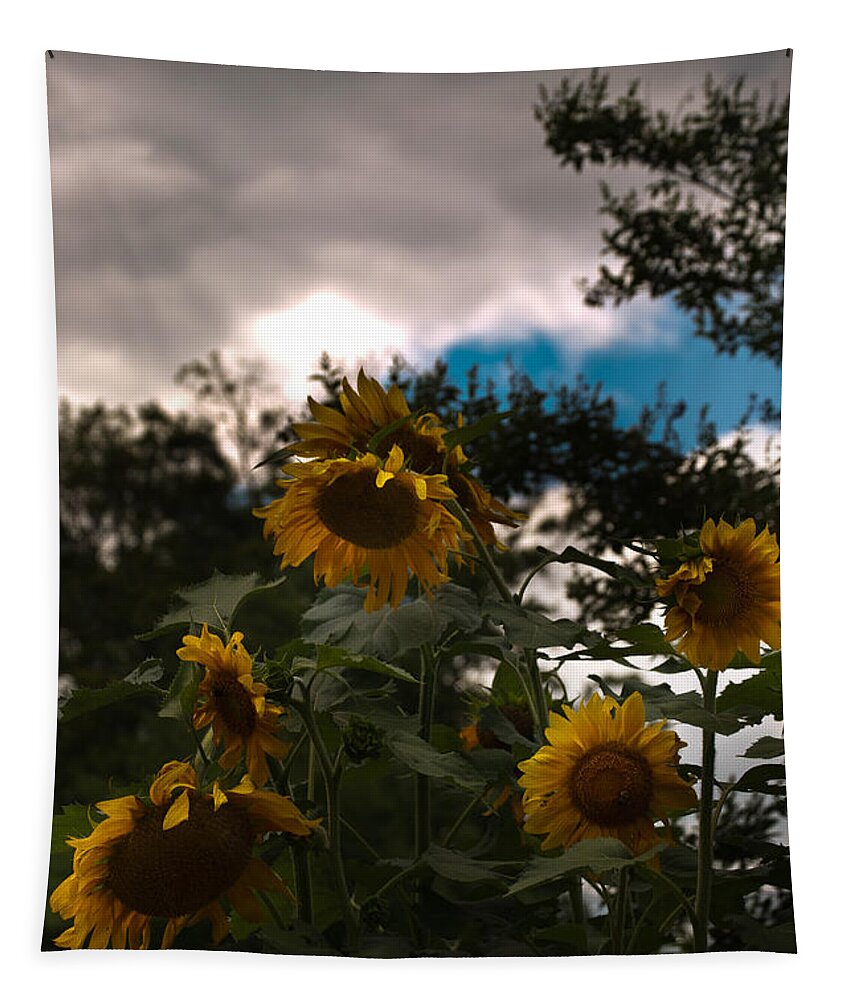 Sunflower Tapestry featuring the photograph Sunny Flowers by Trish Tritz
