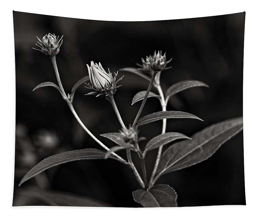 Weed Tapestry featuring the photograph Teenagers monochrome by Steve Harrington