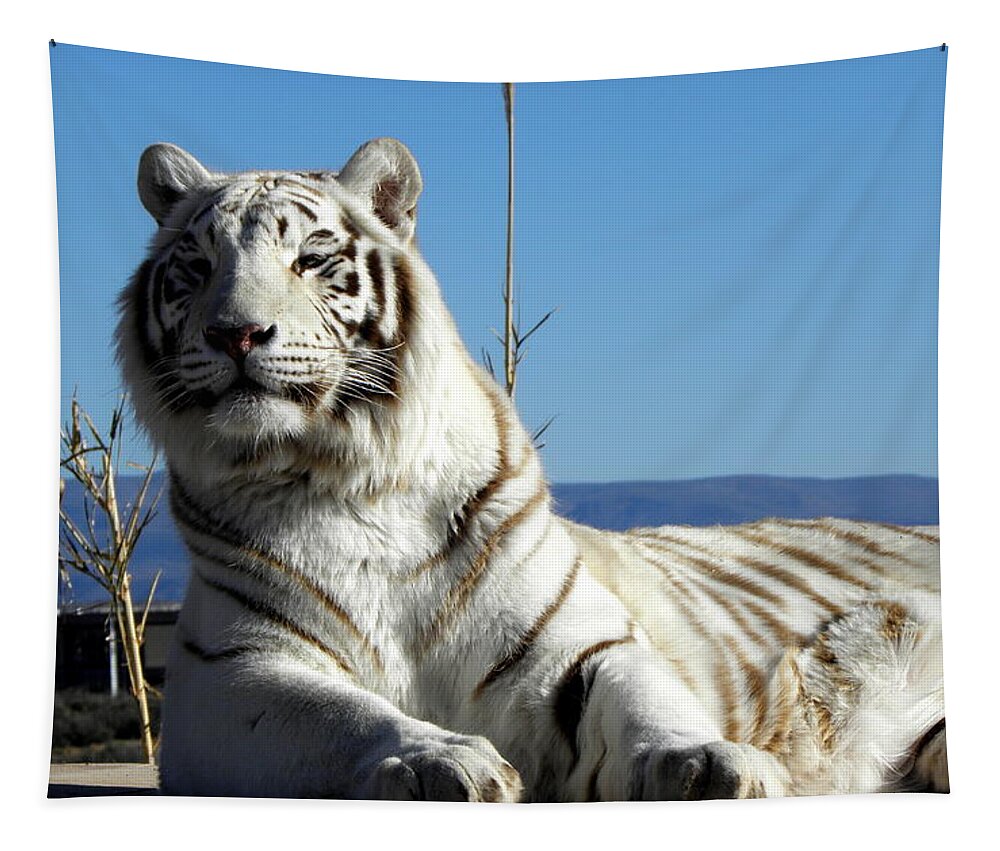 White Tapestry featuring the photograph The Great White Tiger by Kim Galluzzo