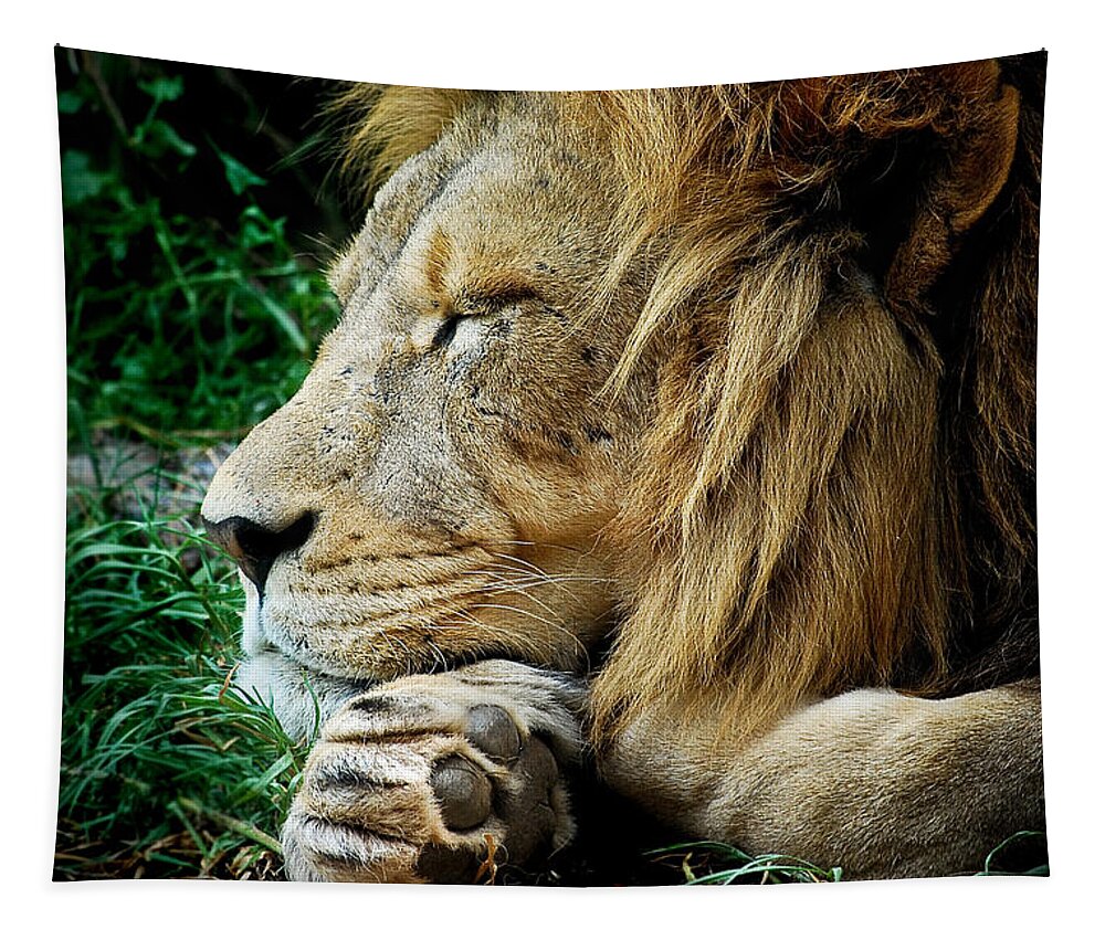 Lion Tapestry featuring the photograph The Lions Sleeps by Michelle Wrighton