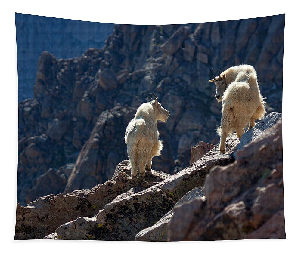 Mountain Goats; Posing; Group Photo; Baby Goat; Nature; Colorado; Crowd; Nature; Tapestry featuring the photograph The Mountaineers by Jim Garrison